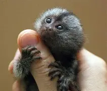 爱游戏官网-巨型一号sgtg糖甘浣