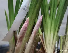 ayx-b站bv1kj411q77x置顶答案